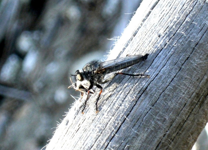 Due specie di asilidi sullo stesso tronco